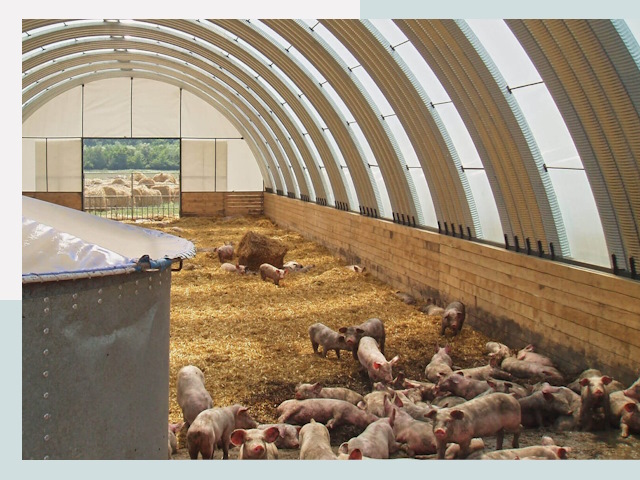 Строительство свинарников в Анжеро-Судженске